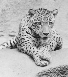 image of jaguar_car