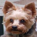 image of animal