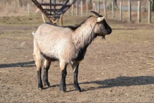 image of animal