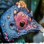 image of ocellated_turkey #33