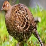 image of bird
