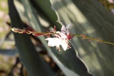 image of flower