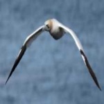 image of bird