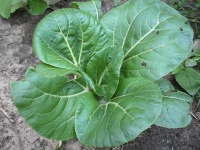 image of cabbage #34