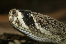 image of diamondback #27