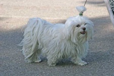 image of lhasa