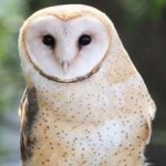 image of barn_owl #5