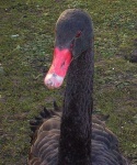 image of black_swan #12