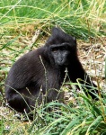 image of macaque
