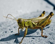 image of grasshopper