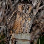 image of bird