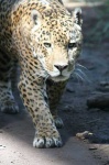 image of jaguar_car
