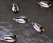 image of drake