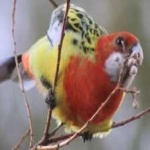 image of bird