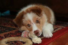 image of border_collie