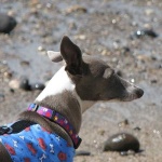 image of italian_greyhound