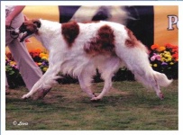 image of borzoi