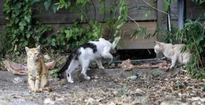 image of feral_cats