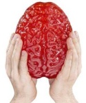 image of brain