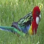 image of bird