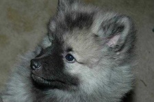image of keeshond