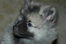 image of keeshond #7