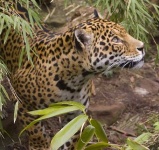 image of jaguar_car