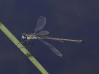 image of damselfly
