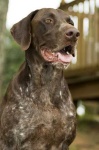 image of animal
