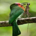 image of bird