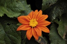 image of flower