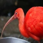 image of bird