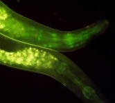 image of nematode