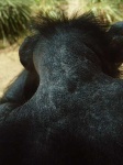 image of chimpanzee