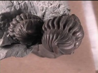 image of trilobite