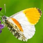 image of orange_butterfly #26