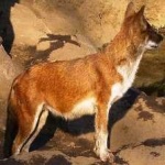 image of animal
