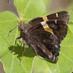 image of banded_butterfly #105