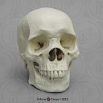 image of skull