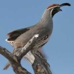 image of bird
