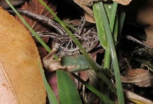 image of wolf_spider