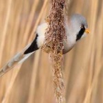 image of bird