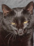 image of animal