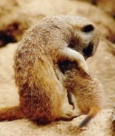 image of meerkat