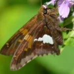 image of animal