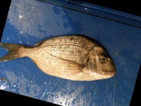 image of red_sea_bream #32