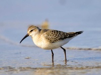 image of sandpiper #42