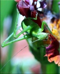 image of grasshopper