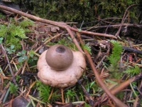 image of earthstar #17