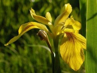 image of yellow_iris #29